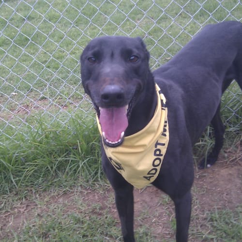 No photo for Gus (Adoption Pending) Muzzle Exempt Greenhound