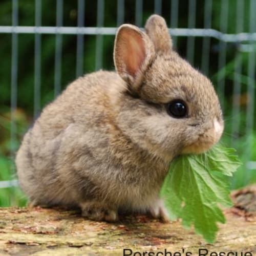 Polly Pocket -Desexed, Vaccinated, Mc - On Hold