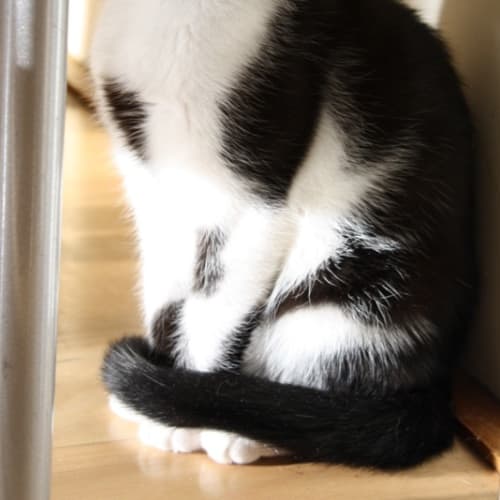 No photo for Coby