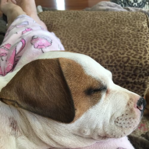 Marley ** A  Dear Pup **