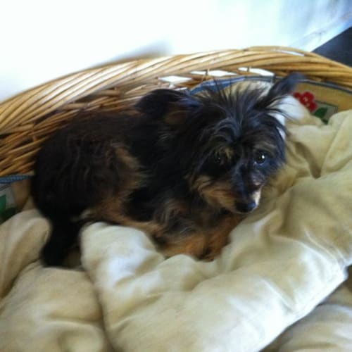 Tiny Terrier  (Really tiny)
