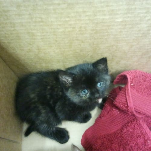 No photo for Edith *Kittens On Campus*