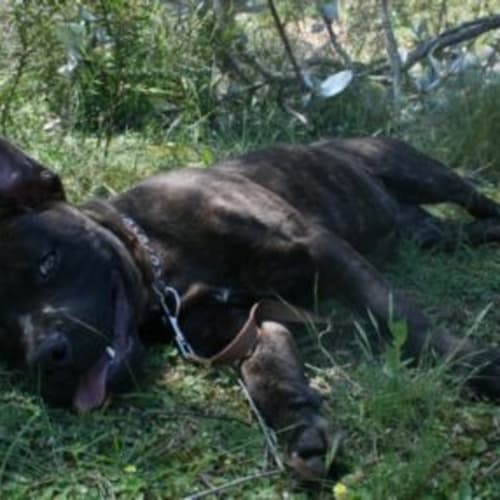 No photo for Taz *Adoption Pending*