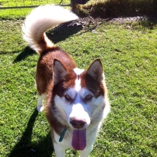 Storm ***Trialling New Home***