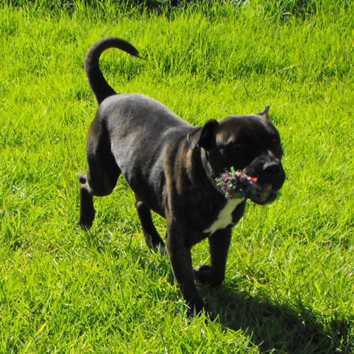 No photo for Koda(special Home Needed)