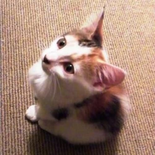 No photo for Cookie