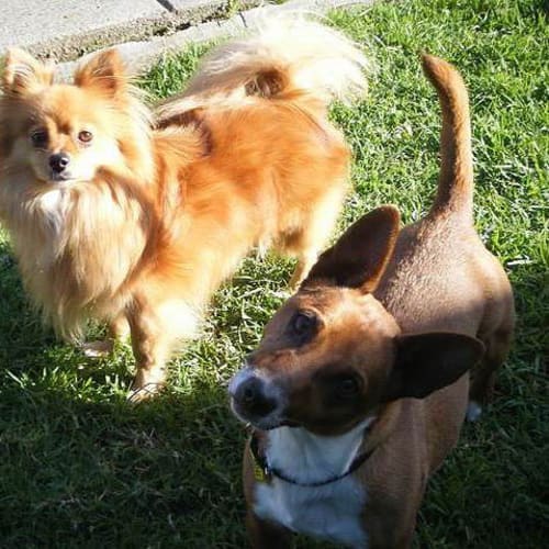 No photo for Hooch & Taz (To Be Rehomed Together)