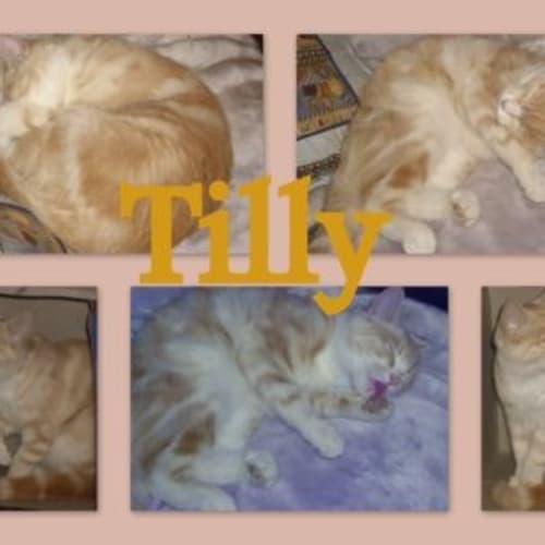 Tilly