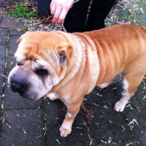 Wolvie - On Trial in His New Home!