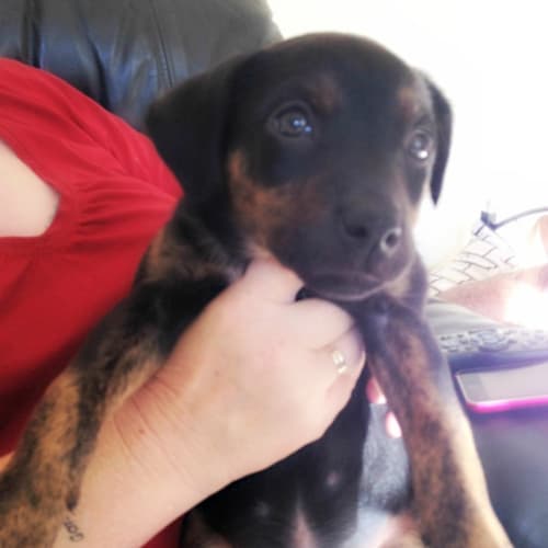 Blacky - On Trial in Her New Home!