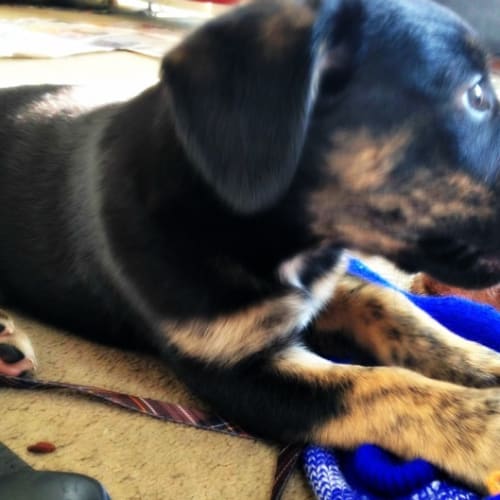 Bluey - On Trial in Her New Home!