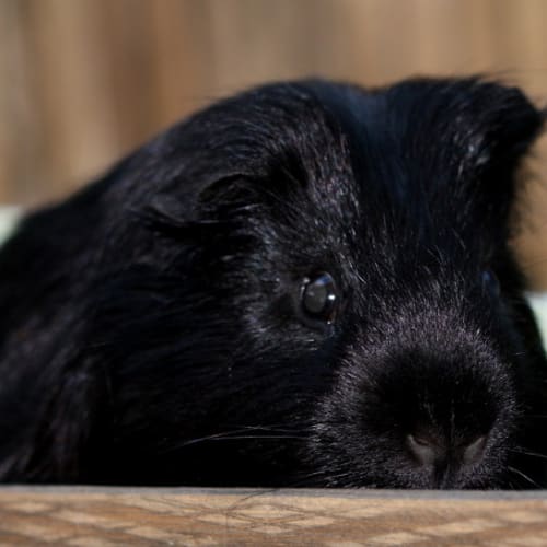 No photo for Wilbur