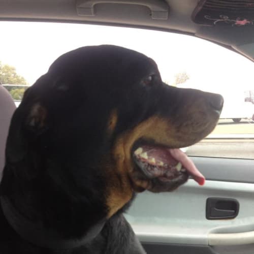 No photo for Hd097 Chance *Adoption Pending Trial*