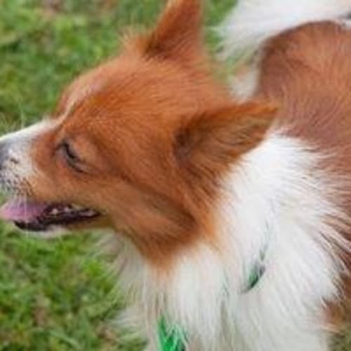 Karl  the Pomeranian X