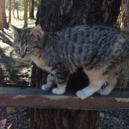 No photo for Mittens