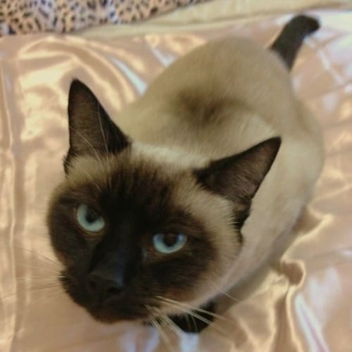 No photo for ** On Trial With Her New Family ** Star