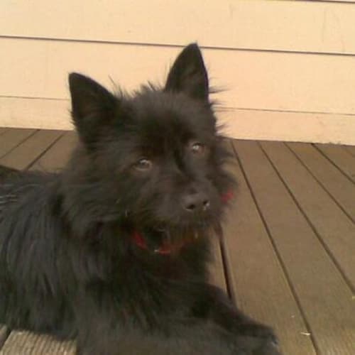 No photo for Alfie   Gone On Trial