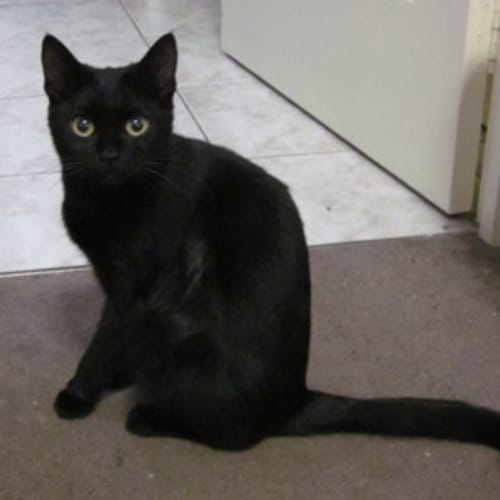 Jet