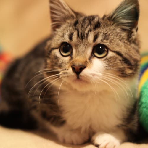 Remy