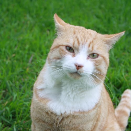King Mosabi