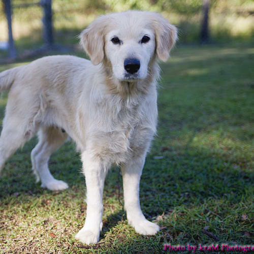 No photo for Adele *On Trial Adoption*