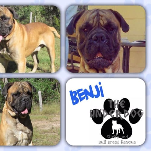 No photo for Benji