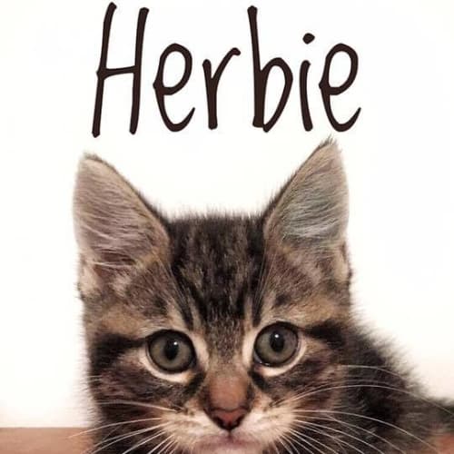 Herbie (ready to go)