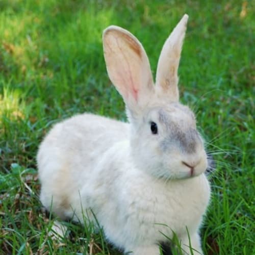 Delilah -Desexed and Vaccinated