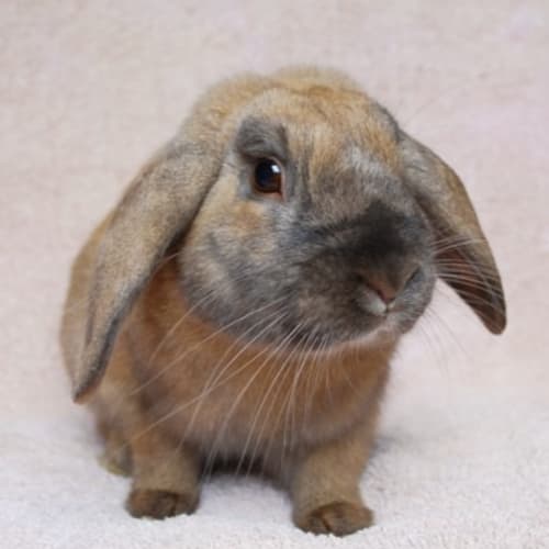 Helicopter -Desexed and Vaccinated