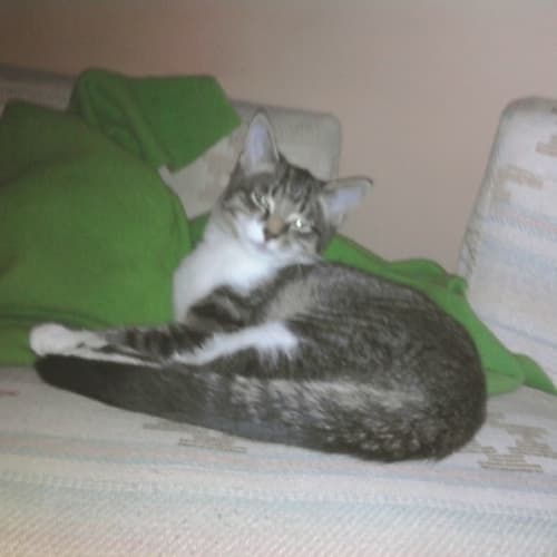 Max