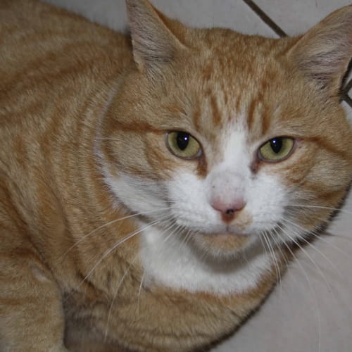 King Mosabi