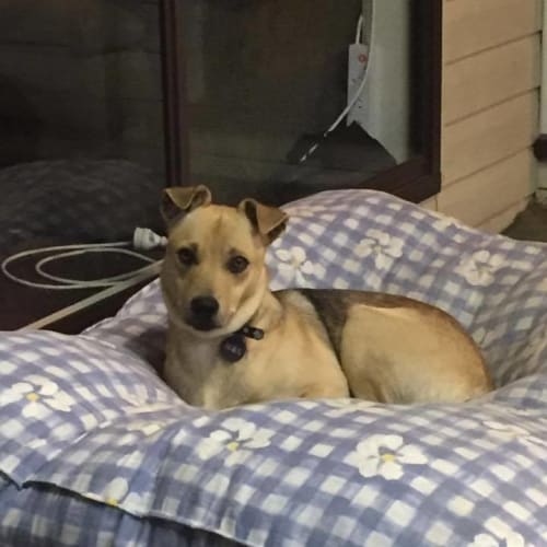Brew