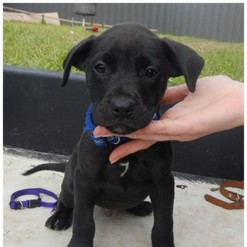 No photo for Rocky **Adoption In Progress**