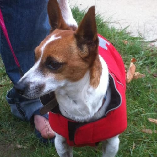 No photo for Barney .... Jack Russell X