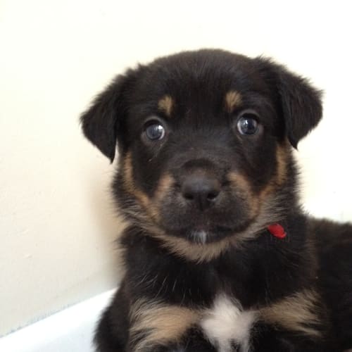 Harley * On Trial With My New Family *