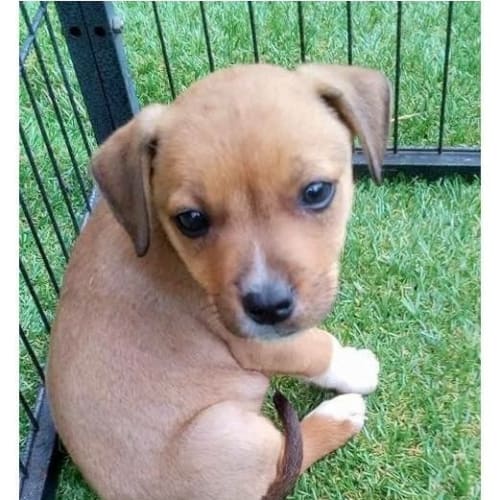 No photo for Opal ** A Divine Pup **