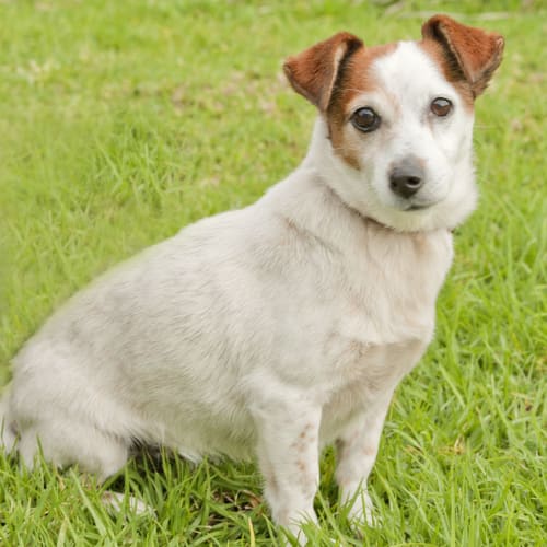 Roxie - Id Number Coming