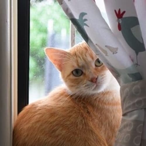 Buttercup