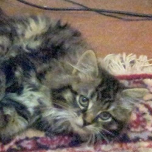 Fergus