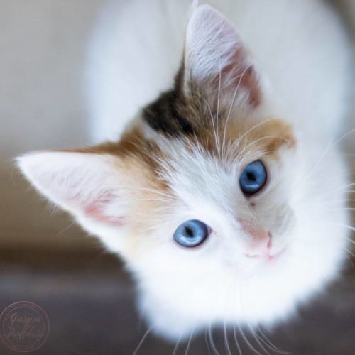 Pebbles