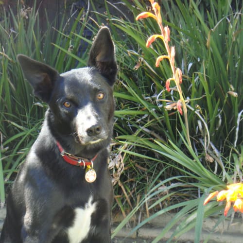 No photo for Monty **On Trial In My New Home**