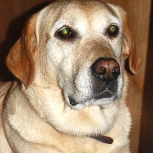 Bella - Good With Cats