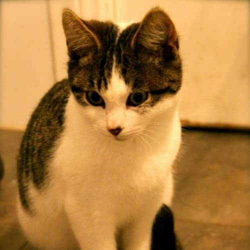 Mr Smoochy (On Trial in My New Home)