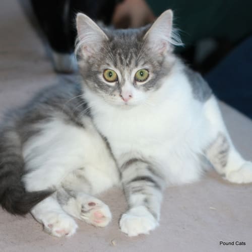 No photo for Pound Cats | Geena