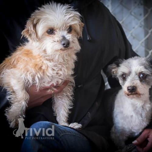 No photo for Scooby & Dee Dee Male & Female Together