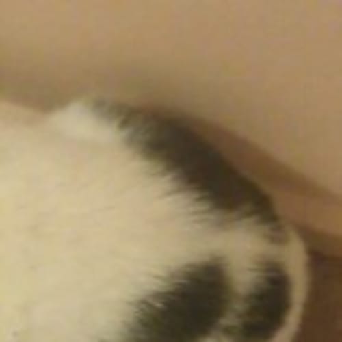 Paw'L