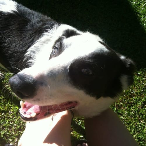 No photo for Bandit *On Trial*