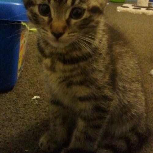 No photo for **Gone On Trial With His New Family**Bilbo