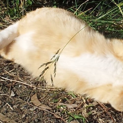 Leon & Leroy * On Trial Adoption Yay! *