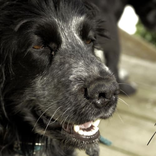 Robyn - Cocker Spaniel